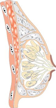 Structura sânului feminin